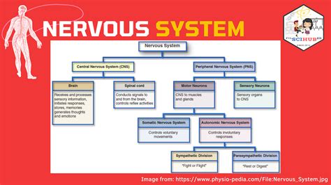 Coordinated Functions of the Nervous, Endocrine, and .